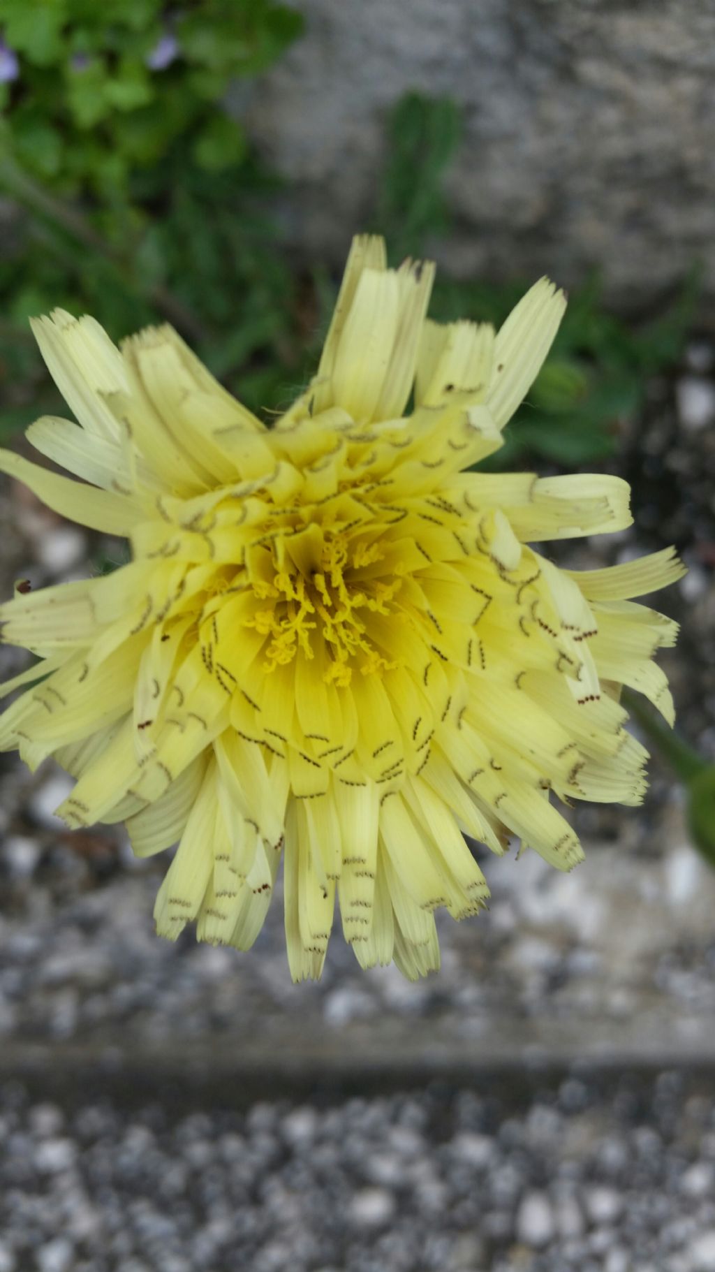 Urospermum dalechampii  (Asteraceae)